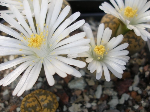 Lithops karasmontana bella FG Iv