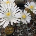 Lithops_karasmontana_bella_FG_Iv.JPG