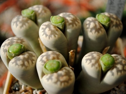 Lithops karasmontana ssp bella C143A