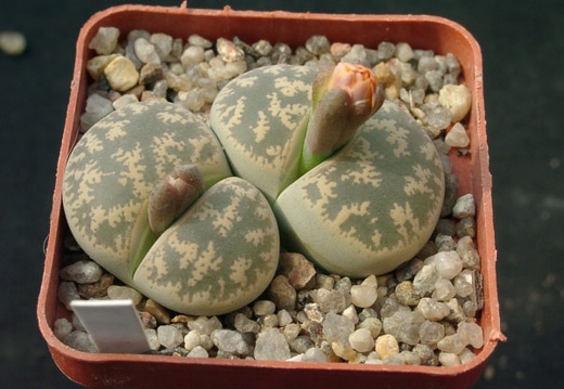 Lithops lesliei (1566 відвідувань) Lithops lesliei
