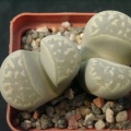 Lithops marmorata SSP umdausensis (1403 відвідувань) Lithops marmorata SSP umdausensis