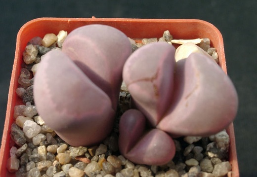 Lithops optica cv Rubra