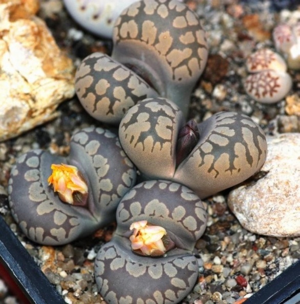 Lithops_otzeniana_001.jpg