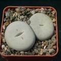 Lithops pseudotruncatella SSP olkii C69 (1614 відвідувань) Lithops pseudotruncatella SSP olkii C69