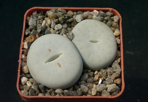 Lithops pseudotruncatella SSP olkii C69