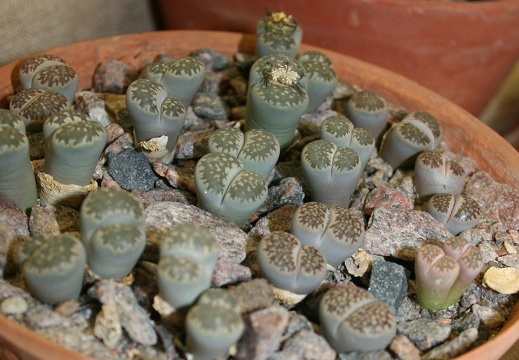 Lithops salicola 001
