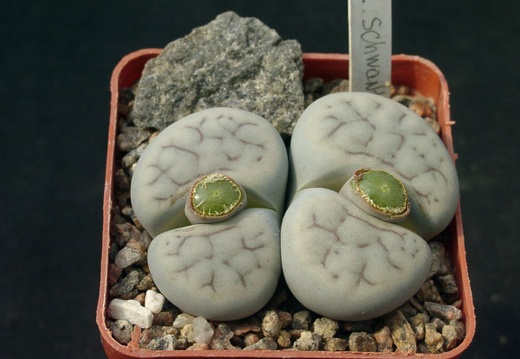 Lithops schwantesii v kunjasensis (1575 відвідувань) Lithops schwantesii v kunjasensis