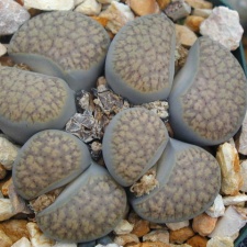 Lithops verruclosa C200