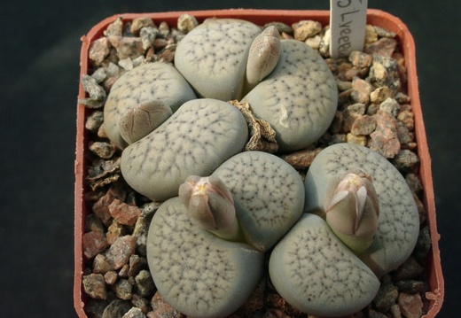 Lithops verruculoza C178 (1571 відвідувань) Lithops verruculoza C178