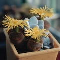 Lithops aucampiae (3116 відвідувань) Фото и растение Александра и Cергея Червинко (Винница)
... Lithops aucampiae