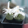 Lithops lesliei ssp. lesliei v. lesliei cv. 'Albinica' (2616 відвідувань) Фото и растение Александра и Cергея Червинко (Винница)
... Lithops lesliei ssp. lesliei v. lesliei cv. 'Albinica'