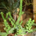 Monadenium_ellenbeckii.JPG