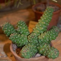 Monadenium ritchiei (2255 відвідувань) Monadenium ritchiei