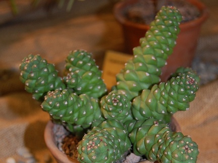 Monadenium ritchiei (2255 відвідувань) Monadenium ritchiei