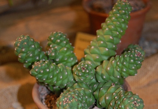 Monadenium ritchiei (2255 відвідувань) Monadenium ritchiei