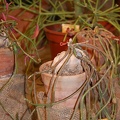 Monadenium rubellum (90 відвідувань) Monadenium rubellum