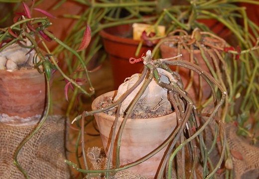 Monadenium rubellum (90 відвідувань) Monadenium rubellum