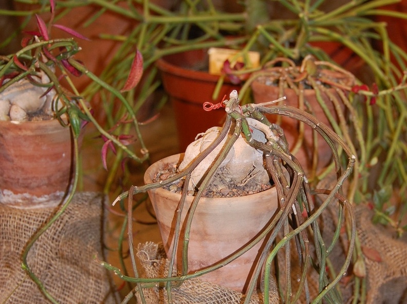 Monadenium rubellum (90 відвідувань) Monadenium rubellum