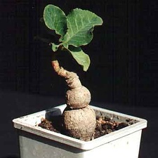 Monadenium sp. (2894 відвідувань) Фото и растение Александра и Сергея Червинко (Винница)... Monadenium sp.