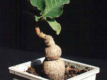 Monadenium sp. (2893 відвідувань) Фото и растение Александра и Сергея Червинко (Винница)... Monadenium sp.