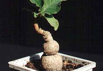 Monadenium sp. (2893 відвідувань) Фото и растение Александра и Сергея Червинко (Винница)... Monadenium sp.