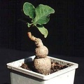 Monadenium_sp.jpg