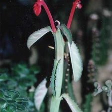 Monadenium coccineum (2991 відвідувань) Фото и растение Татьяны Кецко (Киев) Monadenium coccineum