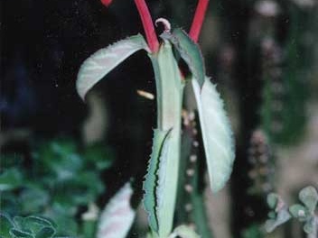 Monadenium coccineum (2991 відвідувань) Фото и растение Татьяны Кецко (Киев) Monadenium coccineum