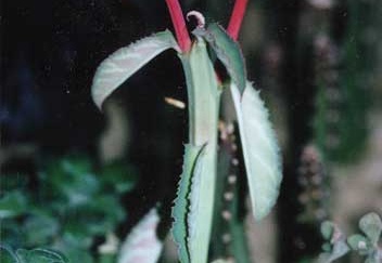 Monadenium coccineum (2991 відвідувань) Фото и растение Татьяны Кецко (Киев) Monadenium coccineum