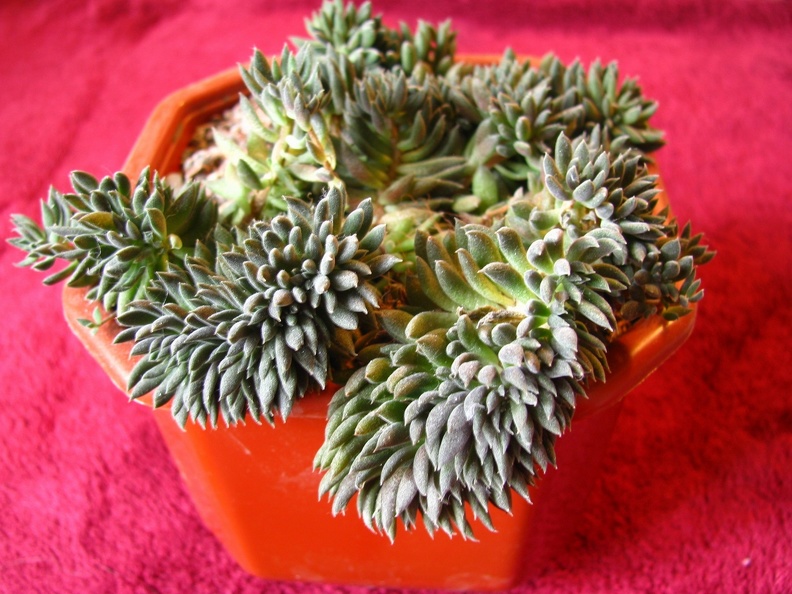 Monanthes_brachycaulos.jpg