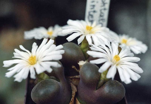 Ophtalmophyllum dinteri (3178 відвідувань) Фото и растения Александра и Сергея Червинко (Винница) Ophtalmophyllum dinteri