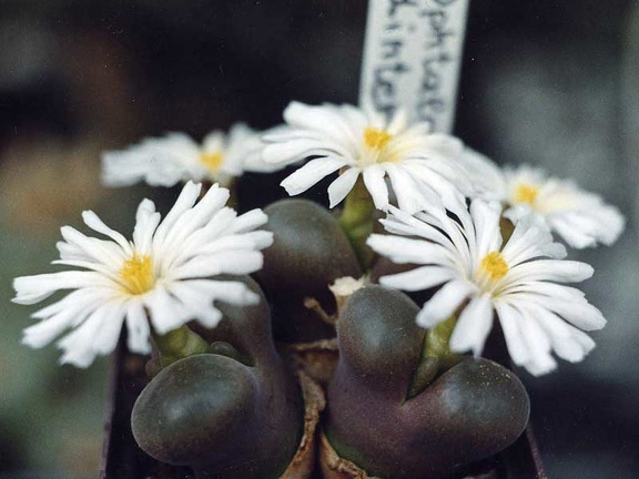 Ophtalmophyllum dinteri (3178 відвідувань) Фото и растения Александра и Сергея Червинко (Винница) Ophtalmophyllum dinteri