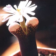Ophthalmophyllum friedrichii (3157 відвідувань) Фото и растение Татьяны Кецко (Киев)
Ophthalmophyllum friedrichii