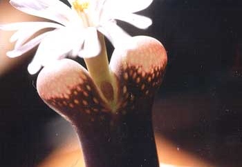 Ophthalmophyllum friedrichii (3156 відвідувань) Фото и растение Татьяны Кецко (Киев)
Ophthalmophyllum friedrichii