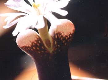 Ophthalmophyllum friedrichii (3160 відвідувань) Фото и растение Татьяны Кецко (Киев)
Ophthalmophyllum friedrichii