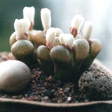 Ophthalmophyllum praesectum (2979 відвідувань) Фото и растения Татьяны Кецко (Киев)
Ophthalmophyllum praesectum