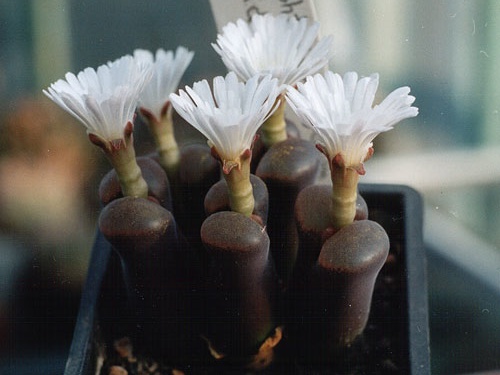 Ophthalmophyllum lydiae (3233 відвідувань) Фото и растение Александра и Сергея Червинко (Винница)... Ophthalmophyllum lydiae
