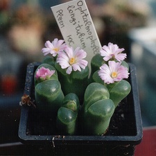 Ophthalmophyllum longitubum (3257 відвідувань) Фото и растение Александра и Сергея Червинко (Винница)... Ophthalmophyllum longitubum