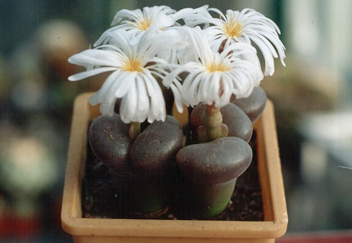 Ophthalmophyllum sp. (2949 відвідувань) Фото и растение Александра и Сергея Червинко (Винница) Ophthalmophyllum sp.
