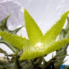 Orbea dummeri (2448 відвідувань) Orbea dummeri