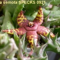 Orbea semota (2442 відвідувань) Orbea semota