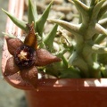 Orbea_semota_ssp__orientalis_ES_21158.JPG
