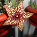 Orbea sp. Halumna River