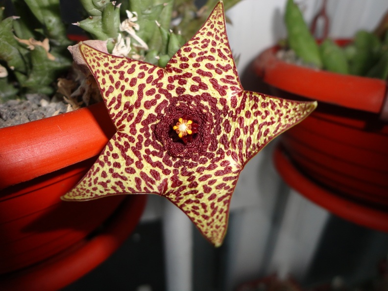 Orbea_sp_Halumna_River.JPG