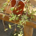 Othonna_capensis.JPG
