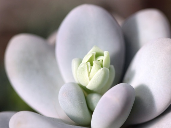 Pachyphytum oviferum (64 відвідувань) Pachyphytum oviferum