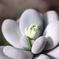 Pachyphytum_oviferum.jpg