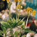 Pachypodium brevicaule (2978 відвідувань) Фото и растение Владислава Мачулиса (Тюмень, Россия)
Pachypodium brevicaule
