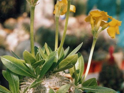Pachypodium brevicaule (2978 відвідувань) Фото и растение Владислава Мачулиса (Тюмень, Россия)
Pachypodium brevicaule