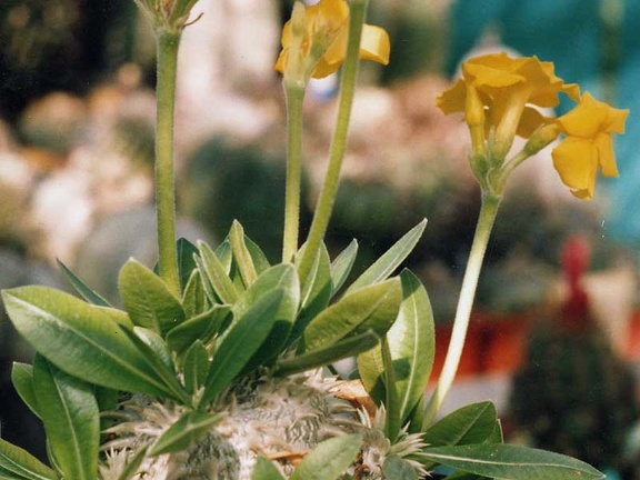 Pachypodium brevicaule (2978 відвідувань) Фото и растение Владислава Мачулиса (Тюмень, Россия)
Pachypodium brevicaule